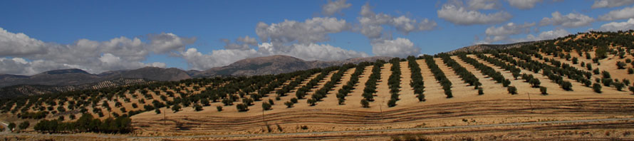 Italian olive wood trees